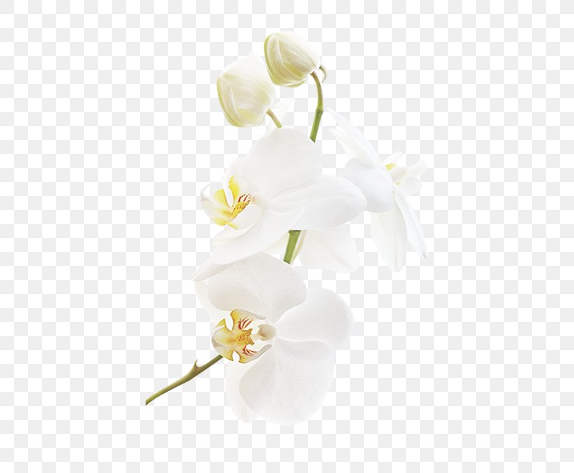 Floral Design Wedding Ceremony Supply Cut Flowers White, PNG, 664x676px, Flower, Cut Flowers, Floral Design, Floristry, Flower Arranging Download Free