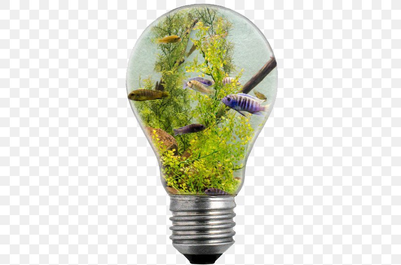 Incandescent Light Bulb Electric Light Illustration, PNG, 820x542px, Light, Electric Light, Electricity, Energy, Grass Download Free