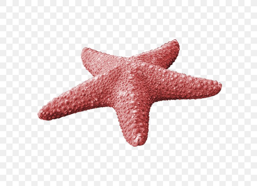 Starfish Callopatiria Granifera, PNG, 596x596px, Starfish, Callopatiria Granifera, Echinoderm, Fivepointed Star, Food Download Free