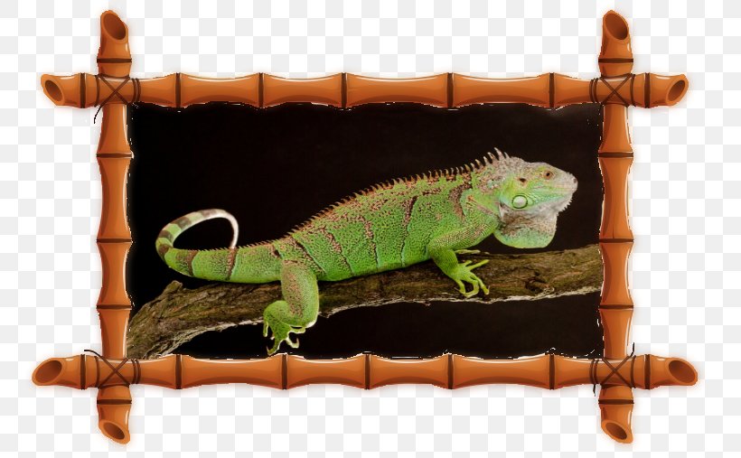 Common Iguanas Ping Pong House Chameleons Bungalow Apartments, PNG, 787x507px, Common Iguanas, Apartment, Ball, Beach, Billiards Download Free