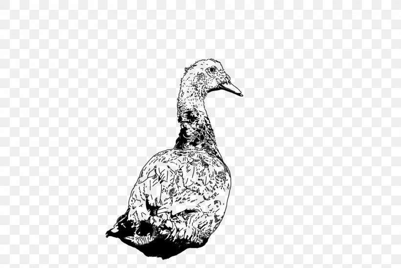 DuckDuckGo Goose Feather 0, PNG, 1600x1071px, 2017, Duck, Beak, Bird, Black And White Download Free
