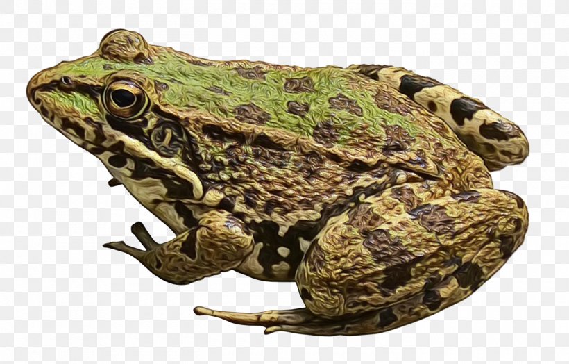 Frog Clip Art Image Transparency, PNG, 1400x896px, Frog, American Toad, Amphibian, Anaxyrus, Beaked Toad Download Free
