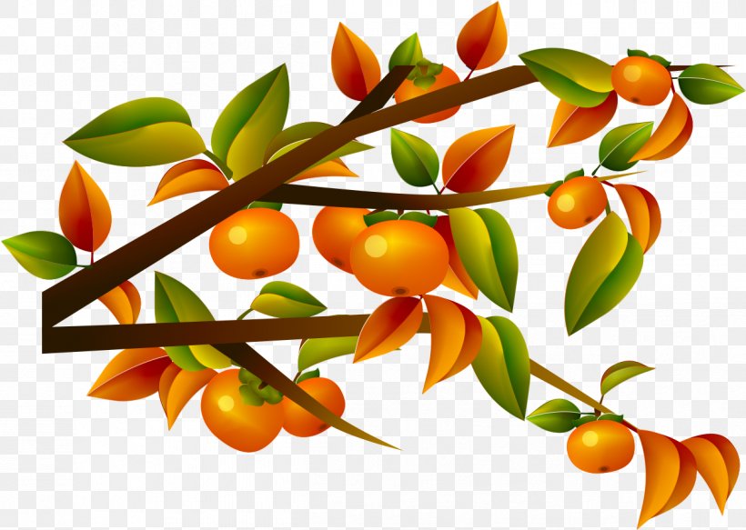 Japanese Persimmon Computer File, PNG, 1262x898px, Japanese Persimmon, Branch, Calamondin, Citrus, Diospyros Download Free