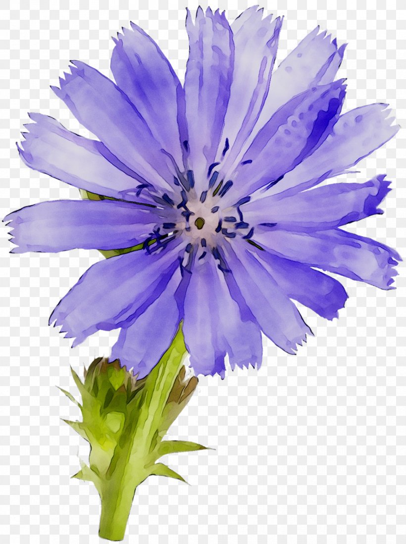 Chicory Purple Annual Plant Plants, PNG, 1015x1361px, Chicory, Annual Plant, Aster, Flower, Flowering Plant Download Free