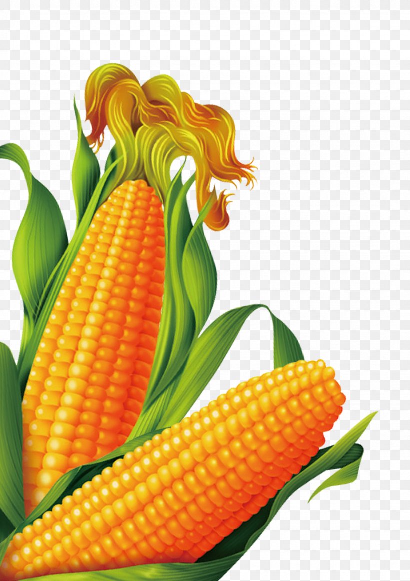 Corn On The Cob Popcorn Sweet Corn Maize, PNG, 923x1307px, Corn On The Cob, Cereal, Commodity, Crop, Food Download Free