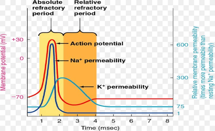 Refractory Period Neuron Action Potential Depolarization Cardiac Muscle Cell, PNG, 819x500px, Refractory Period, Action Potential, Area, Cardiac Action Potential, Cardiac Muscle Download Free