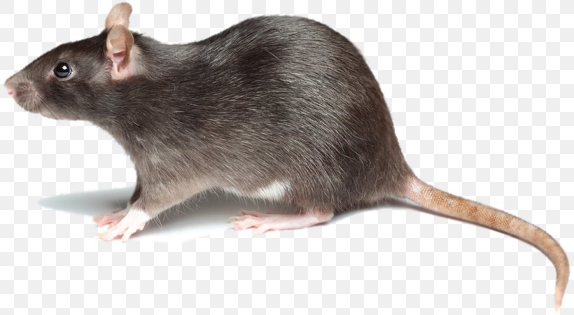 Brown Rat Mouse Rodent Pest Control Black Rat, PNG, 814x450px, Brown Rat, Black Rat, Dormouse, Fauna, Gerbil Download Free