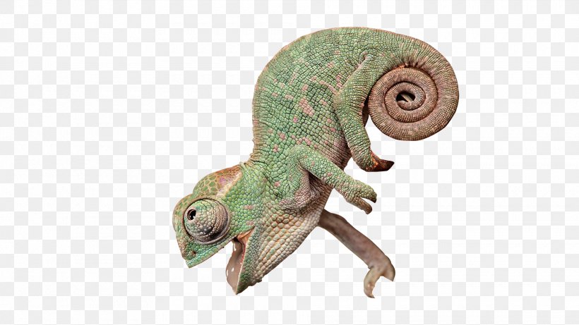 Chameleons Lizard Reptile, PNG, 1920x1080px, Chameleons, Animal, Chameleon, Fauna, Iguania Download Free