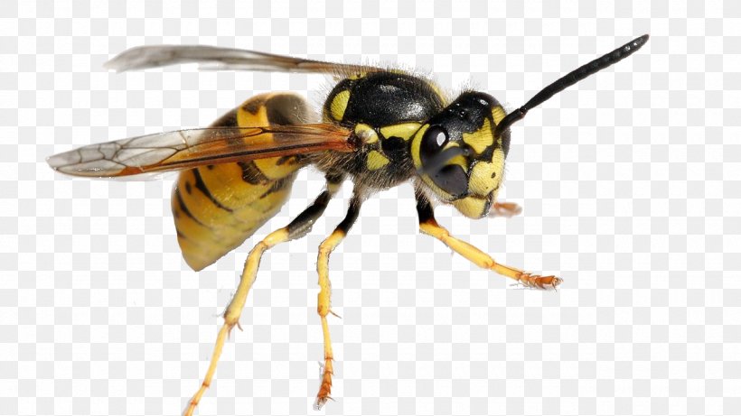 Characteristics Of Common Wasps And Bees Characteristics Of Common ...