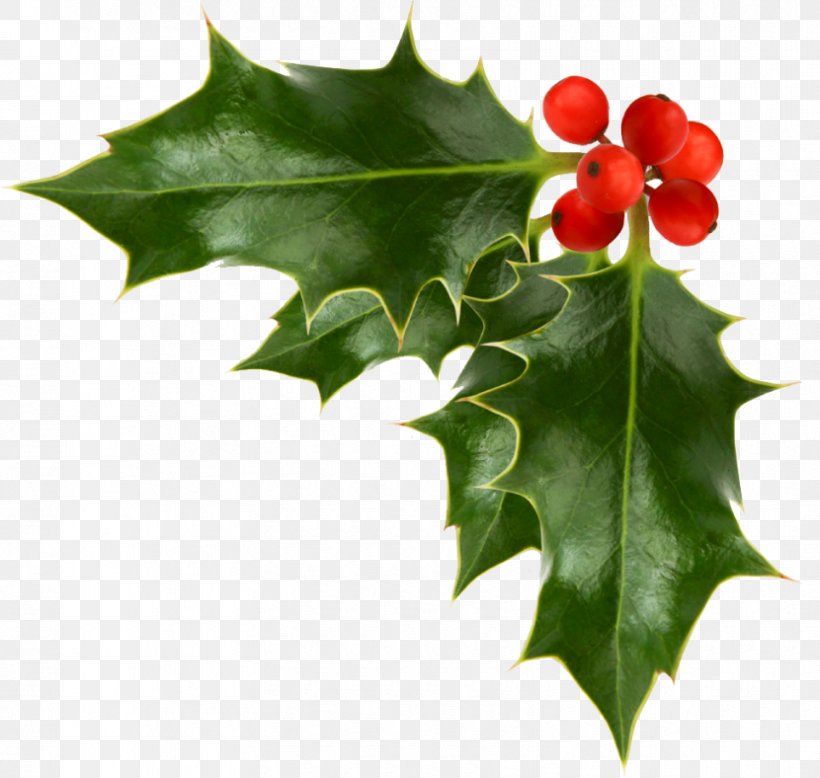 Christmas Decoration Common Holly Christmas Ornament Clip Art, PNG, 830x788px, Christmas, Aquifoliaceae, Aquifoliales, Christmas And Holiday Season, Christmas Decoration Download Free