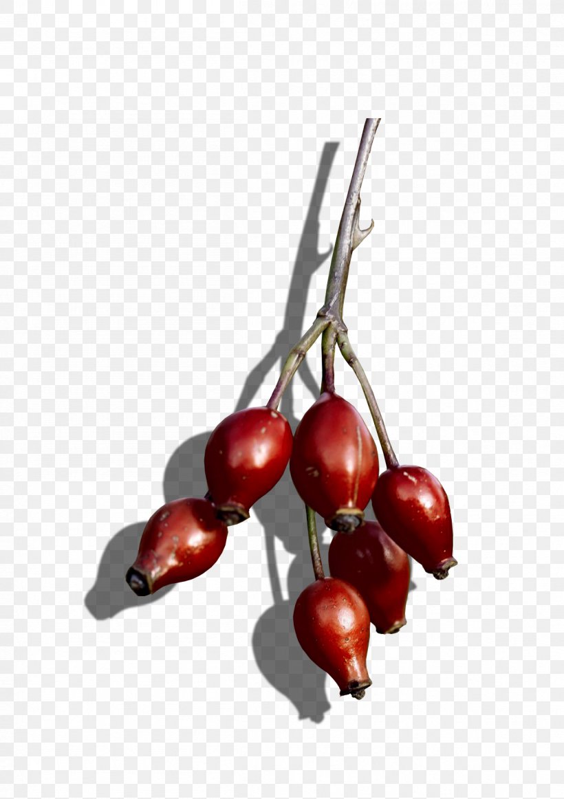 Cranberry Rose Hip Superfood Cherry, PNG, 1206x1710px, Cranberry, Berry, Cherry, Food, Fruit Download Free