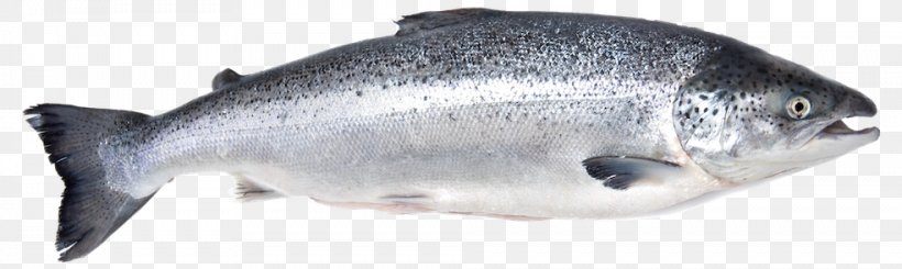 Fish Salmon Fillet Seafood Arabind FRESH, PNG, 984x295px, Fish, Animal Figure, Arabind Fresh, Atlantic Salmon, Barramundi Download Free