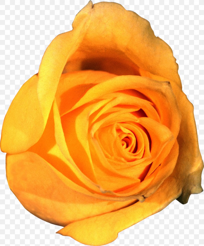 Garden Roses Clip Art Flower Yellow, PNG, 996x1200px, Garden Roses, Beach Rose, Bud, Close Up, Cut Flowers Download Free