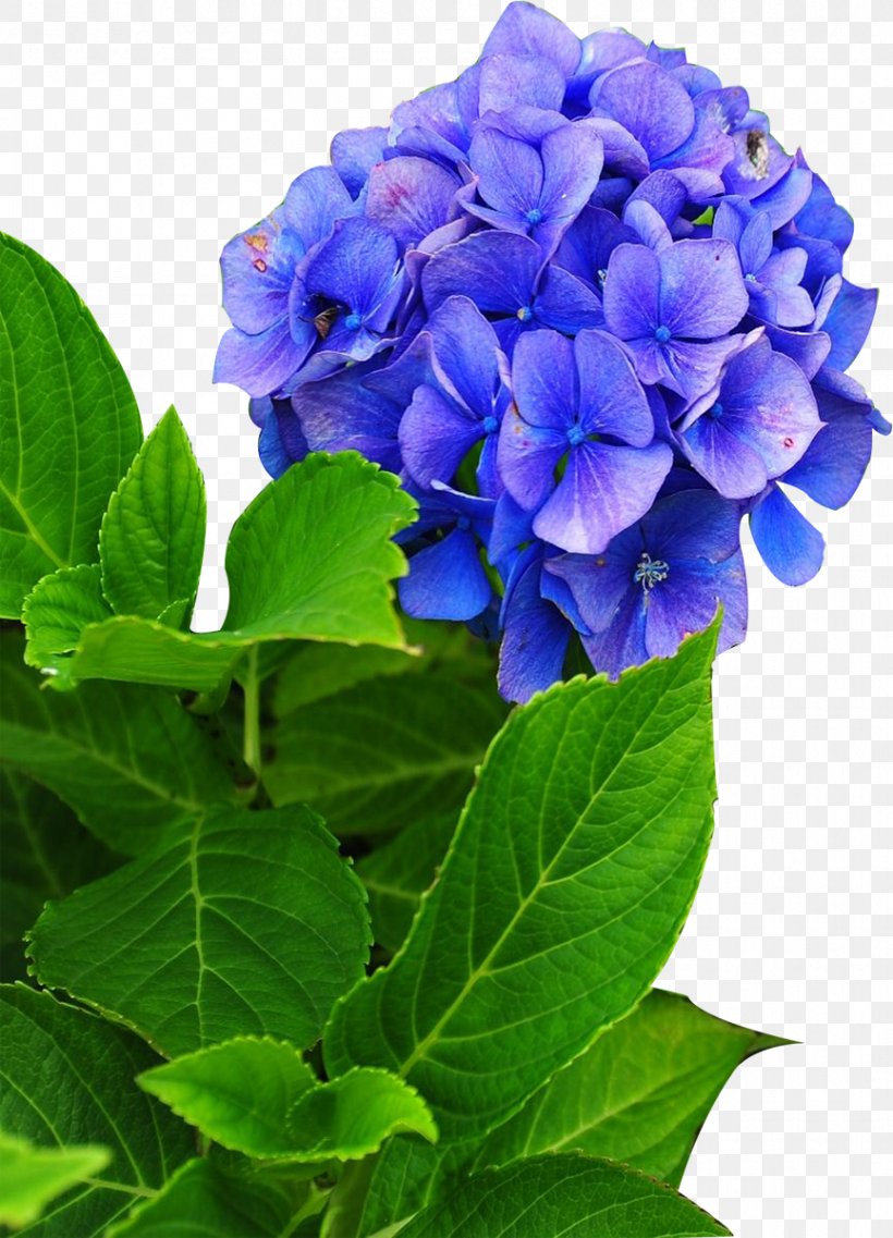 Hydrangea Phlox Cut Flowers Perennial Plant, PNG, 865x1200px, Hydrangea, Annual Plant, Blue, Cornales, Cut Flowers Download Free