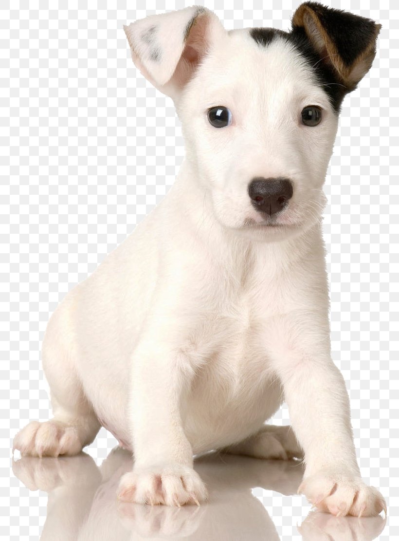Jack Russell Terrier Puppy Cat Dog Collar, PNG, 771x1111px, Jack Russell Terrier, Bull Terrier Miniature, Canine Parvovirus, Carnivoran, Cat Download Free