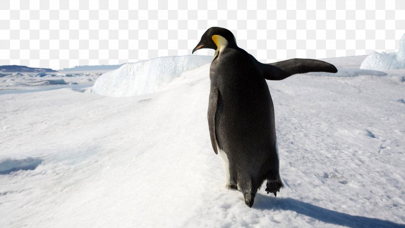 Penguin Microsoft Windows Windows 8 Wallpaper, PNG, 1920x1080px, Penguin, Beak, Bird, Display Resolution, Fauna Download Free