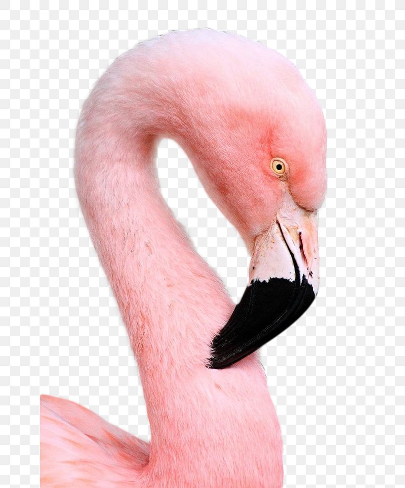 Bird Flamingo Pink Download, PNG, 658x987px, Bird, Animal, Beak, Black, Close Up Download Free