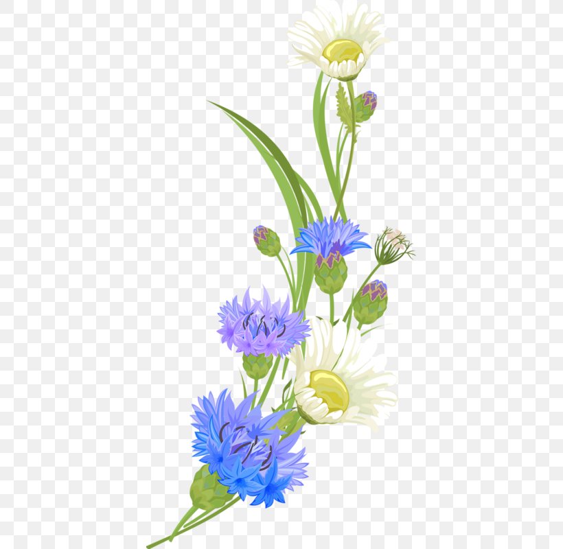 Chrysanthemum Indicum, PNG, 393x800px, Chrysanthemum Indicum, Art, Aster, Chicory, Chrysanthemum Download Free