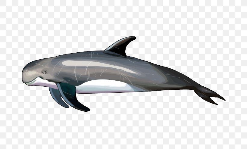 Common Bottlenose Dolphin Short-beaked Common Dolphin Wholphin Rough-toothed Dolphin Tucuxi, PNG, 700x495px, Common Bottlenose Dolphin, Animal, Cetacea, Dolphin, Fauna Download Free