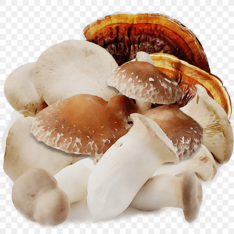 Pleurotus Eryngii Shiitake Shiitake/m Scallops Pleurotus, PNG, 1200x1200px, Watercolor, Paint, Pleurotus, Pleurotus Eryngii, Scallops Download Free