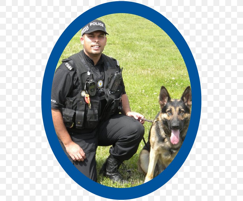West Midlands Police Dog Training Centre Police Officer, PNG, 546x678px, Police Dog, Breed, Dog, Dog Agility, Dog Breed Download Free