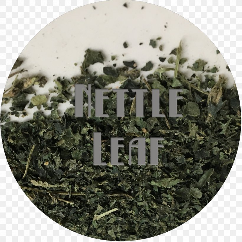 Common Nettle Sencha Tincture Elderberry Salve, PNG, 1800x1800px, Common Nettle, Camera, Elderberry, Grass, Leaf Download Free