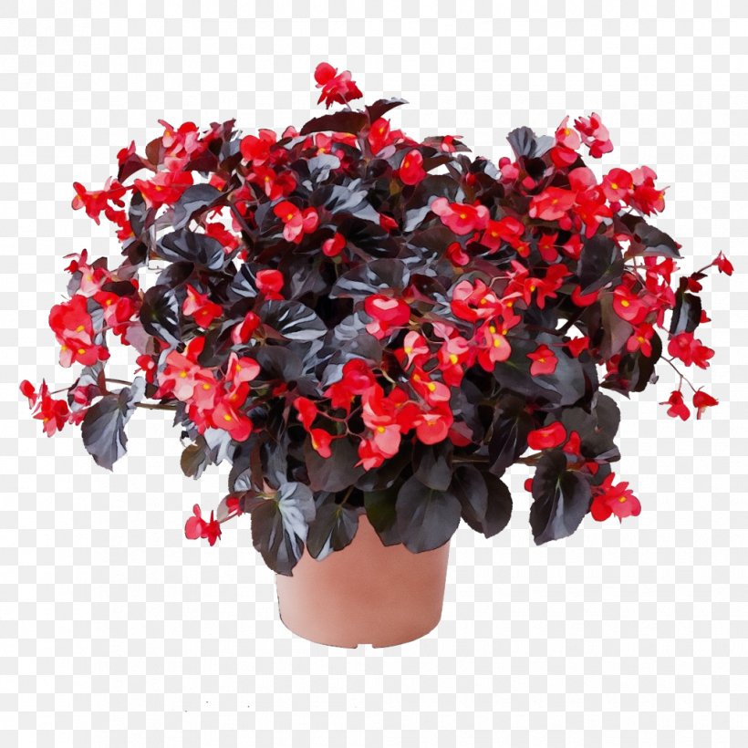 Flower Flowering Plant Plant Red Shrub, PNG, 1030x1030px, Watercolor, Begonia, Flower, Flowering Plant, Flowerpot Download Free