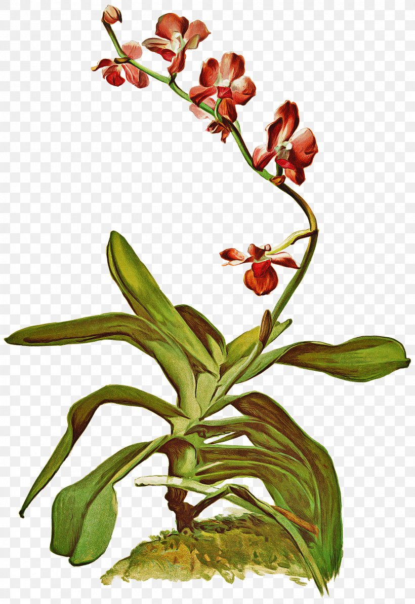 Flower Flowering Plant Plant Terrestrial Plant Orchid, PNG, 2064x3000px, Flower, Flowering Plant, Moth Orchid, Orchid, Orchids Of The Philippines Download Free