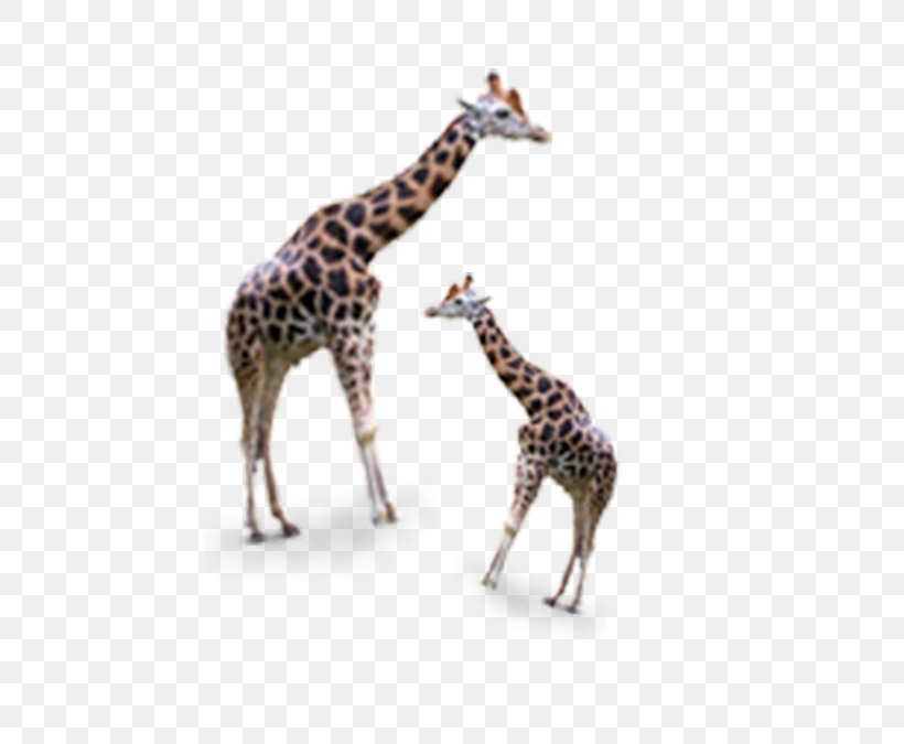 Giraffe Google Images Icon, PNG, 697x675px, Giraffe, Biology, Brown, Fauna, Giraffidae Download Free