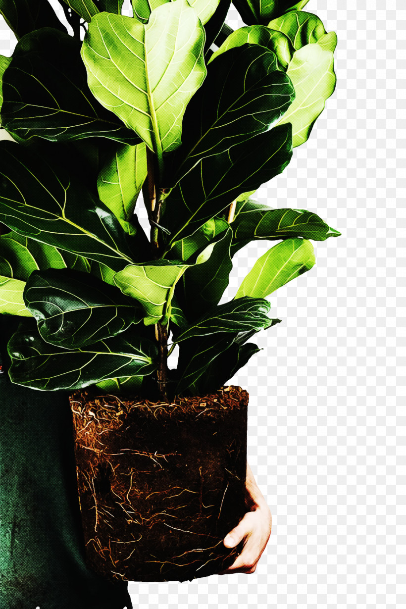 Leaf Plant Stem Houseplant Hay Flowerpot With Saucer Flowerpot, PNG, 1200x1800px, Leaf, Biology, Flowerpot, Hay Flowerpot With Saucer, Houseplant Download Free