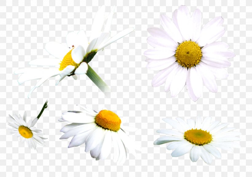 Oxeye Daisy Chamomile Clip Art, PNG, 1500x1056px, Oxeye Daisy, Chamaemelum Nobile, Chamomile, Chamomiles, Chrysanths Download Free