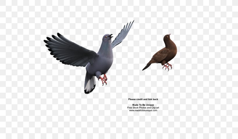 Duck Columbidae Rock Dove Bird Parrot, PNG, 600x480px, Duck, Beak, Bird, Bird Flight, Columbidae Download Free