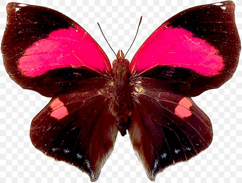 Butterfly Papillon Dog Insect, PNG, 1024x774px, Butterfly, Arthropod, Birdwing, Brush Footed Butterfly, Butterflies And Moths Download Free