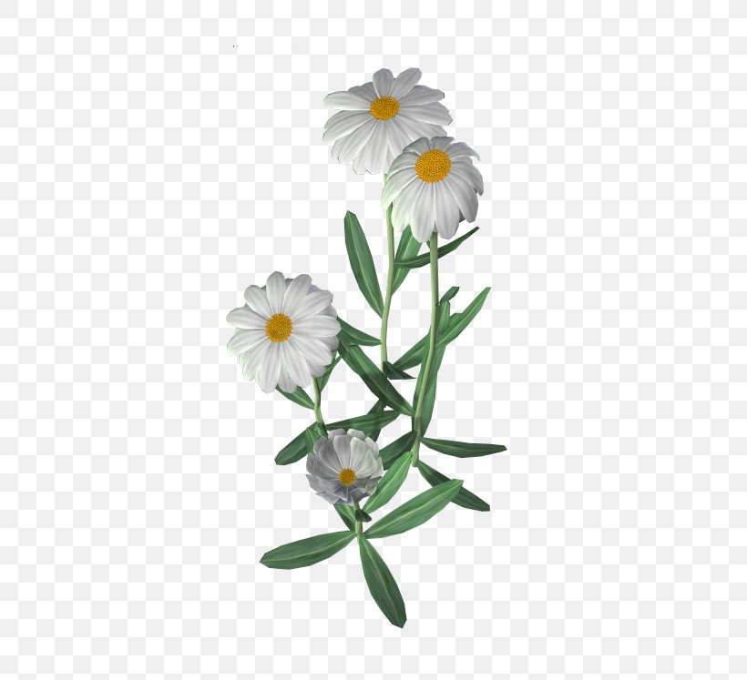 Flower Common Daisy Clip Art, PNG, 544x747px, Flower, Annual Plant, Aster, Chamaemelum Nobile, Chamomile Download Free
