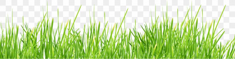 Lawn Stock Photography Shutterstock, PNG, 3799x968px, Lawn, Art Deco, Chrysopogon Zizanioides, Commodity, Grass Download Free