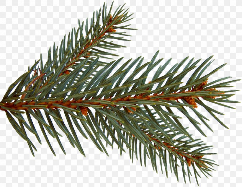 Spruce Painting Photography Clip Art, PNG, 1242x960px, Spruce, Branch, Christmas Ornament, Conifer, Drawing Download Free