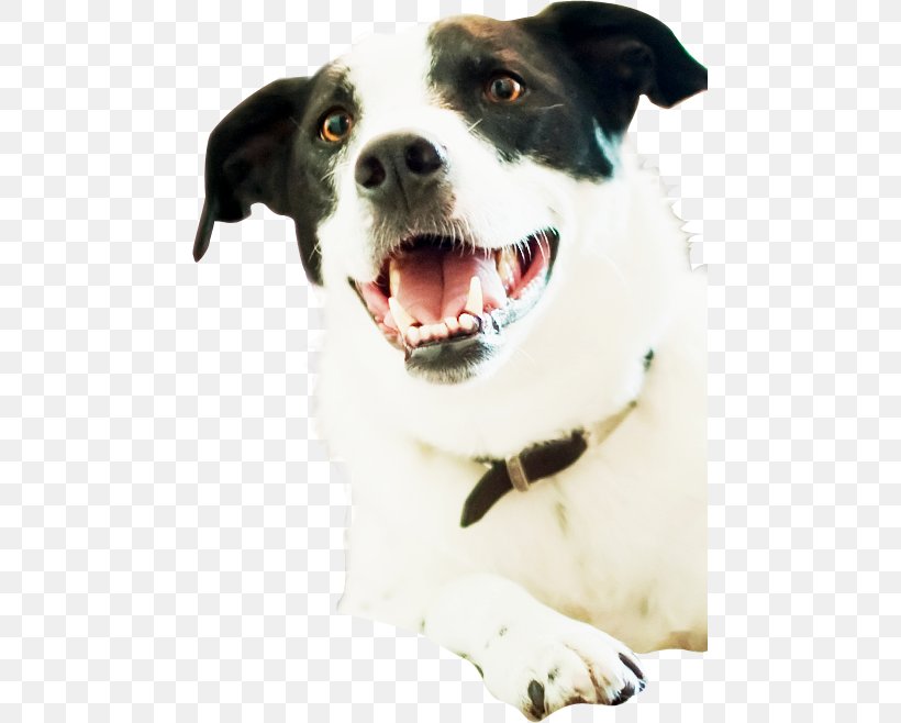 Dog Breed Animal Shelter Rescue Dog, PNG, 469x658px, Dog Breed, Animal, Animal Shelter, Animal Welfare, Breed Group Dog Download Free