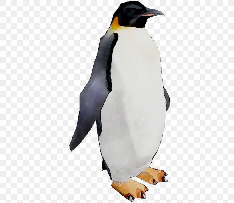 King Penguin Beak, PNG, 1214x1053px, King Penguin, Beak, Bird, Emperor Penguin, Flightless Bird Download Free