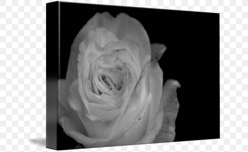 Still Life Photography Desktop Wallpaper White, PNG, 650x504px, Photography, Black, Black And White, Closeup, Computer Download Free