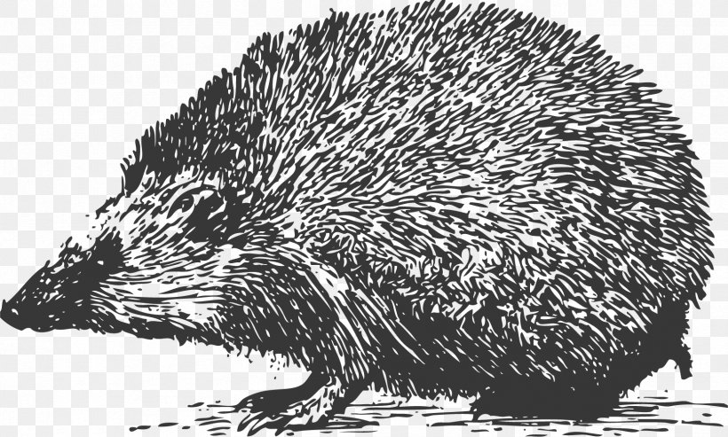 Domesticated Hedgehog Black And White Grayscale, PNG, 1662x1001px, Hedgehog, Beaver, Black And White, Domesticated Hedgehog, Echidna Download Free