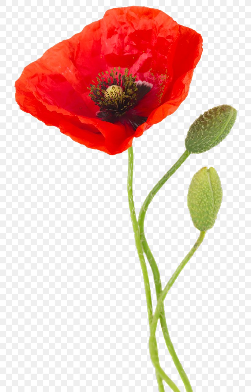 Oriental Poppy Common Poppy Stock Photography Image, PNG, 766x1280px, Oriental Poppy, Anemone, Common Poppy, Coquelicot, Flower Download Free