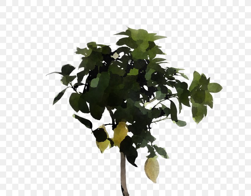 Plant Flower Leaf Tree Houseplant, PNG, 640x640px, Plant, Branch, Flower, Flowerpot, Houseplant Download Free