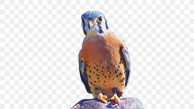 Bird Bird Of Prey Beak Peregrine Falcon Falcon, PNG, 2668x1500px, Bird, Barn Owl, Beak, Bird Of Prey, Falcon Download Free