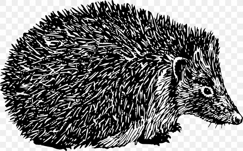 Domesticated Hedgehog Porcupine Black And White Spine, PNG, 2400x1496px, Domesticated Hedgehog, Animal, Black And White, Echidna, Erinaceidae Download Free