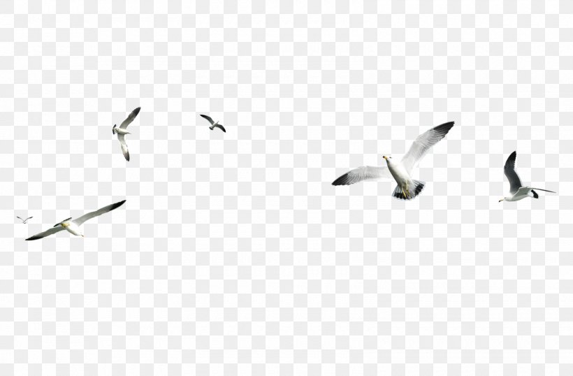 Gull, PNG, 1600x1051px, Gulls, Animal Migration, Beak, Bird, Bird Migration Download Free