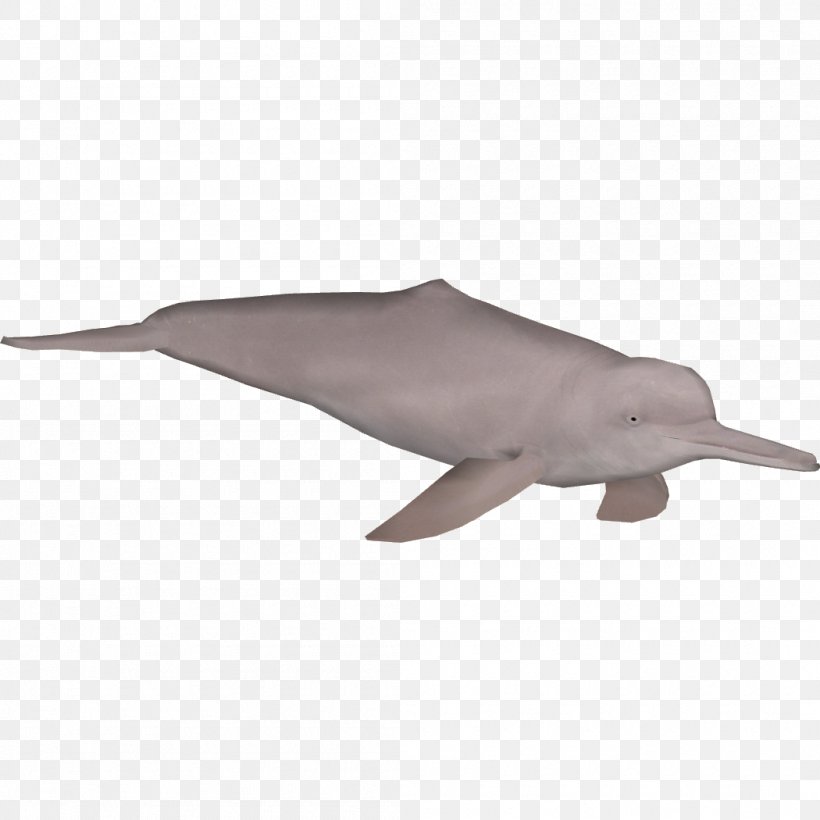 Whale Cartoon, PNG, 1050x1050px, River Dolphin, Amazon River, Amazon River Dolphin, Animal Figure, Araguaian River Dolphin Download Free