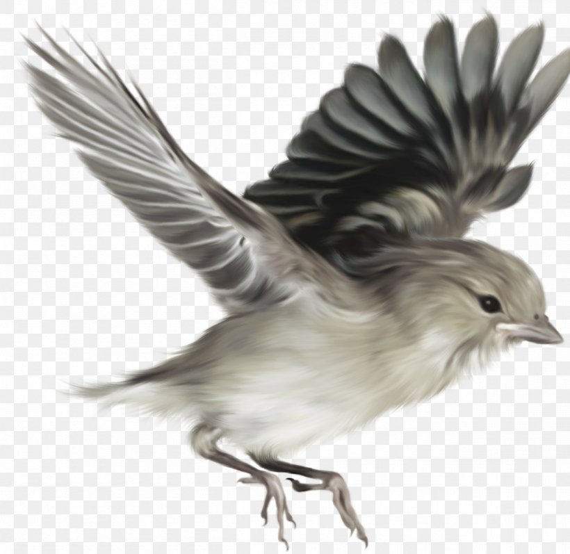 Bird Nature Ecology Clip Art, PNG, 1255x1220px, Bird, Beak, Ciconia, Ecology, Emberizidae Download Free
