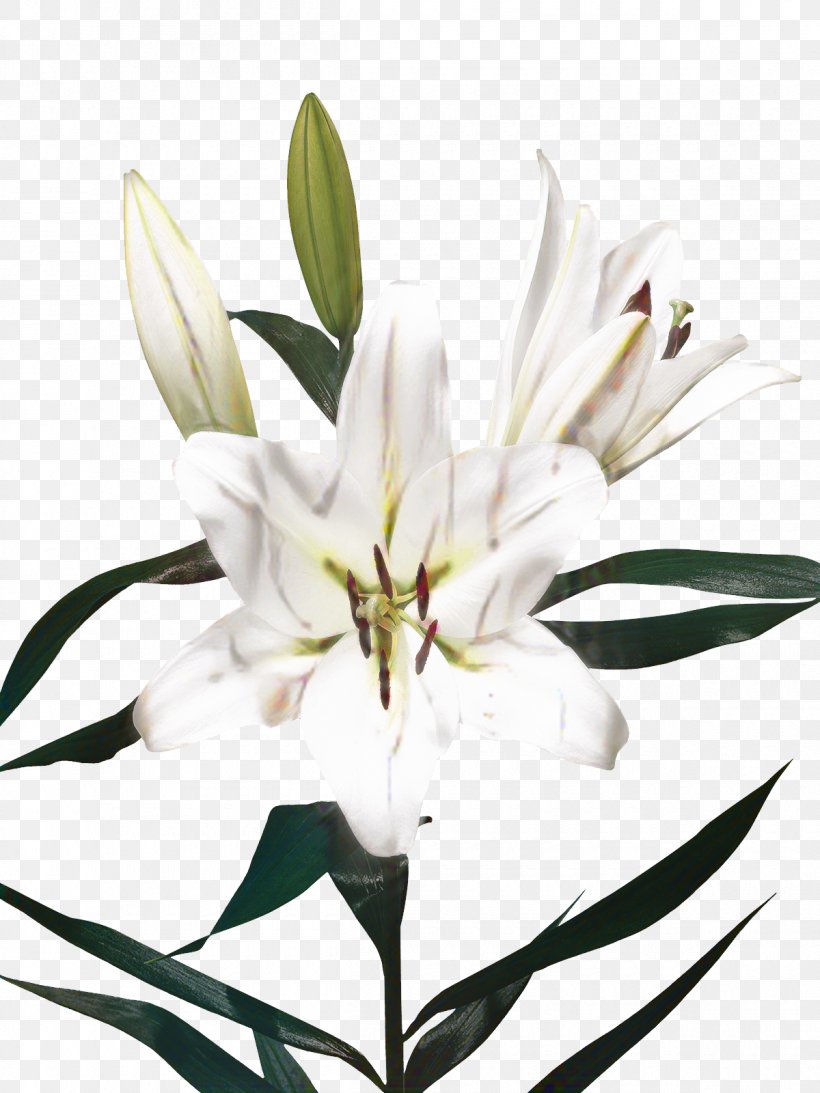 Black And White Flower, PNG, 1200x1600px, Cut Flowers, Black White M, Blackandwhite, Crinum, Edelweiss Download Free
