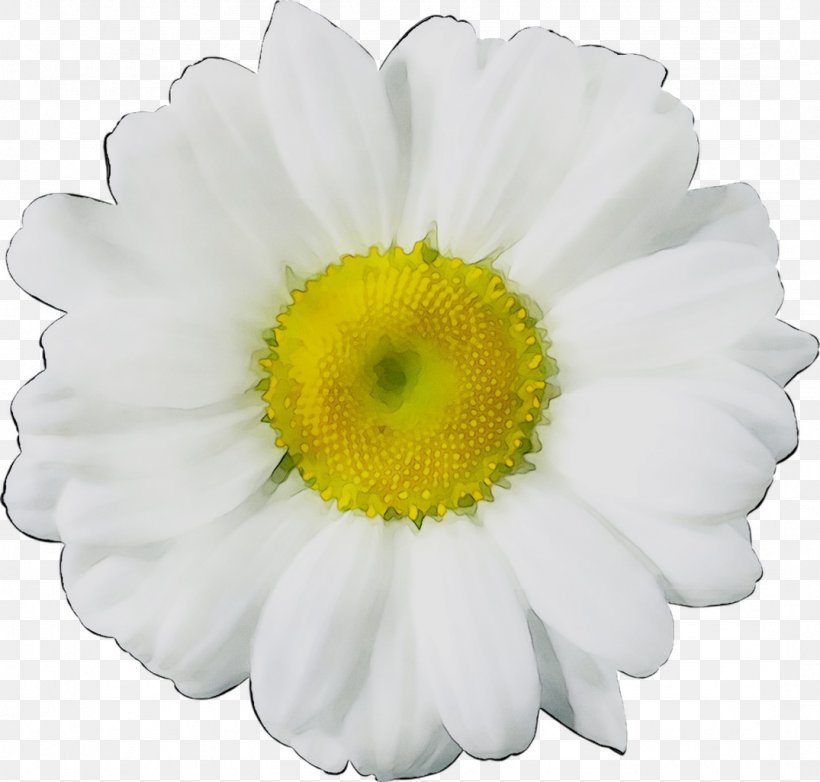 Common Daisy Flower Floral Design Image Chrysanthemum, PNG, 1075x1026px, Common Daisy, Aster, Camomile, Chamaemelum Nobile, Chamomile Download Free