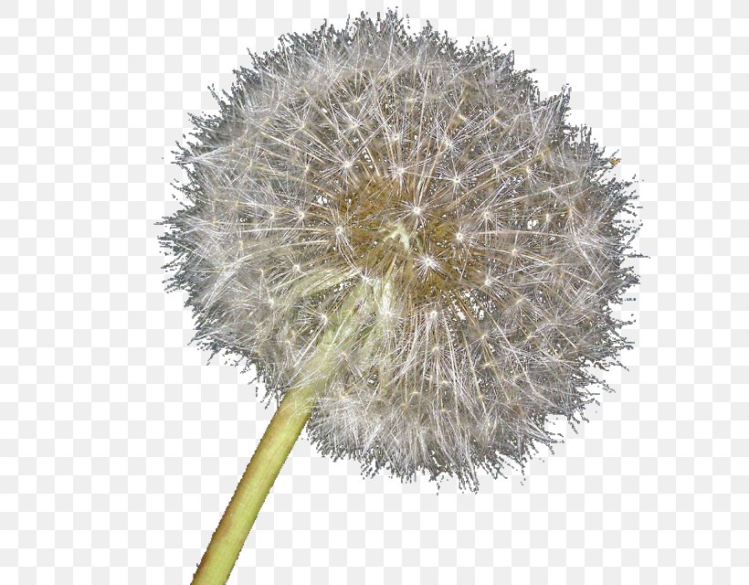 Dandelion, PNG, 640x640px, Dandelion, Flower, Globe Thistle, Plant, Pollen Download Free